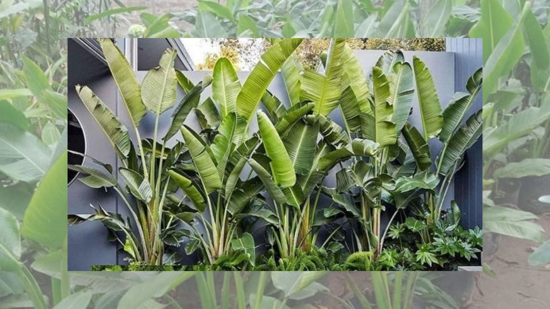 &Yacute; Nghĩa Phong Thủy Của C&acirc;y Chuối Cảnh